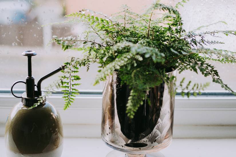 How To Grow and Care For An Asparagus Fern