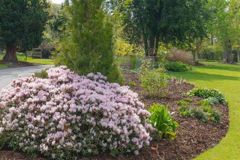 9 Types of Rhododendron for Your Landscape