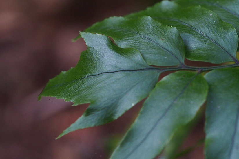 8 Ferns to Grow Indoors and Out