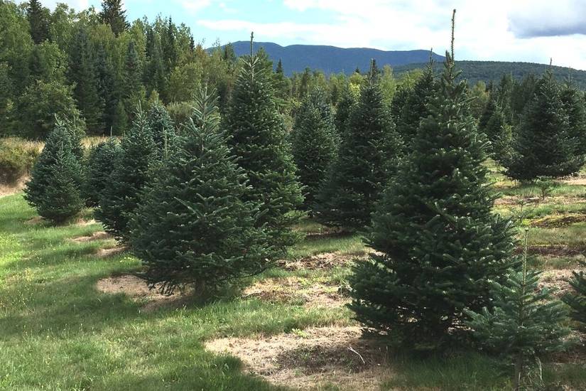 6 Trees and Shrubs That Attract Wildlife to Your Landscape