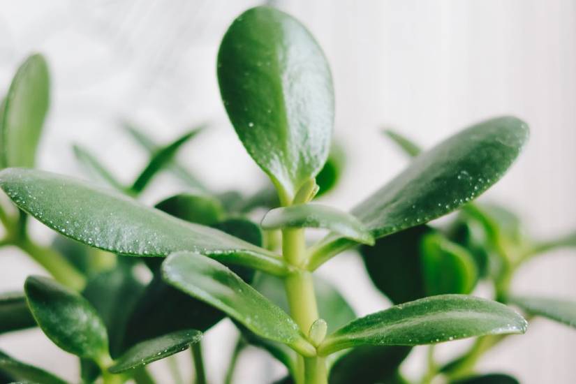 7 Benefits of Having a Jade Plant in Your Home