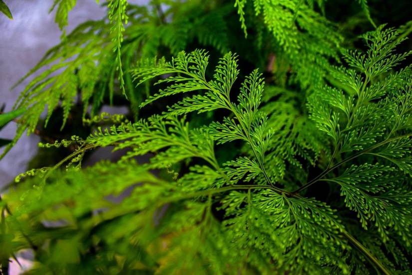 4 Types of Asparagus Ferns to Grow Indoors