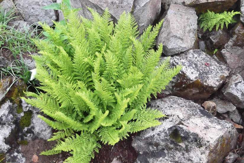 8 Ferns to Grow Indoors and Out