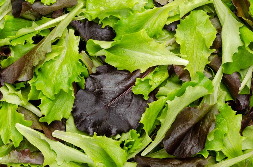 7 Lettuce Varieties to Grow in Your Garden