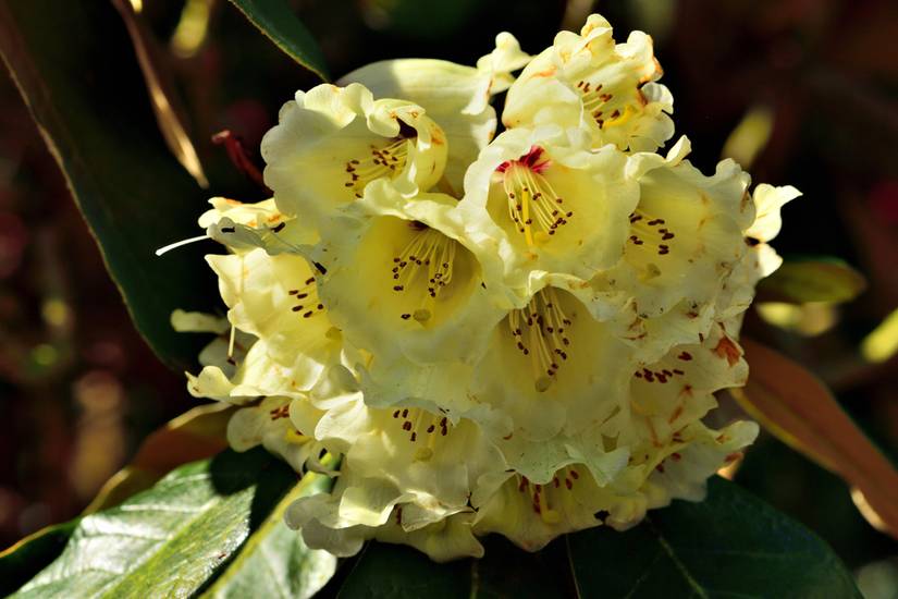 9 Types of Rhododendron for Your Landscape