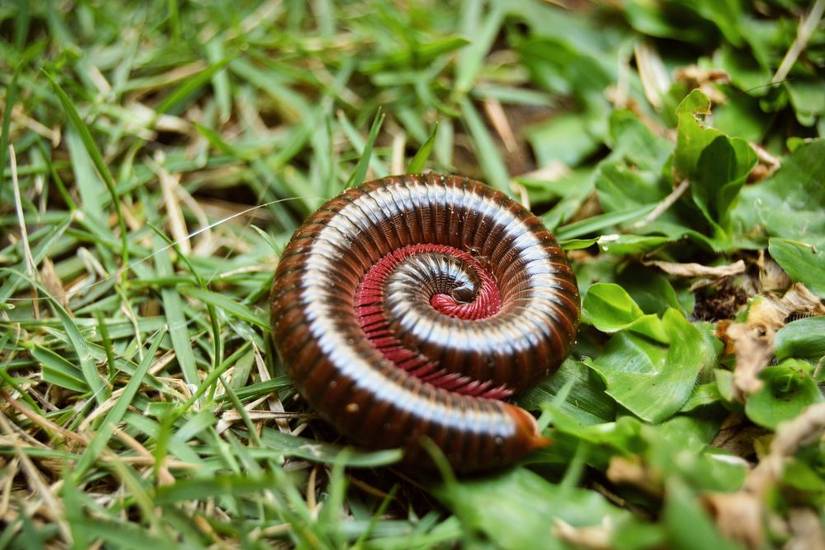 8 Insects and Worms That Live in Potted Plants