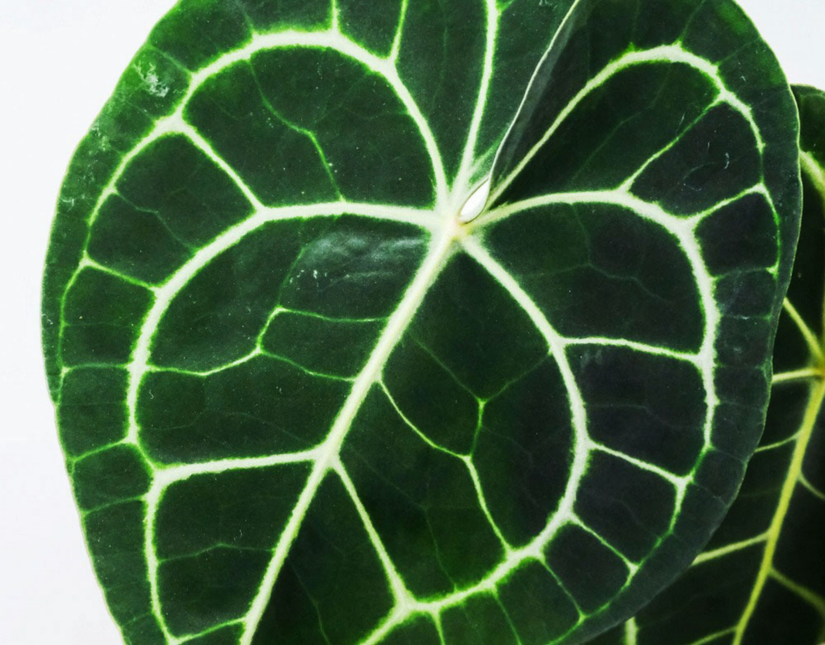 6 Beautiful Houseplants With Velvety Leaves