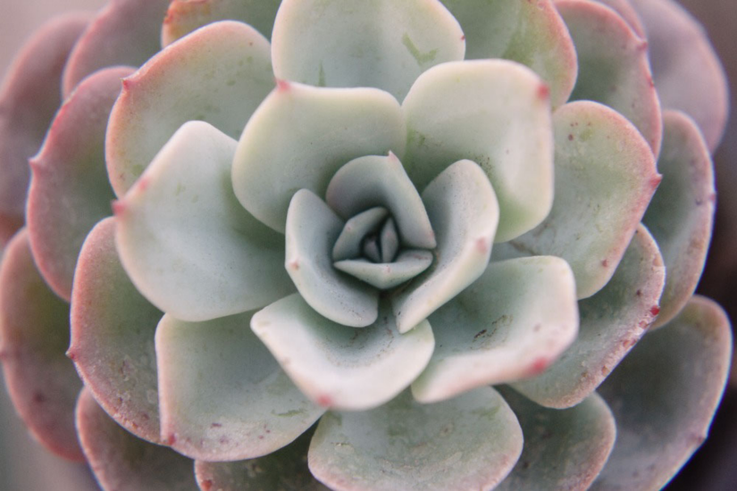 6 Houseplants to Grow on Your Windowsills