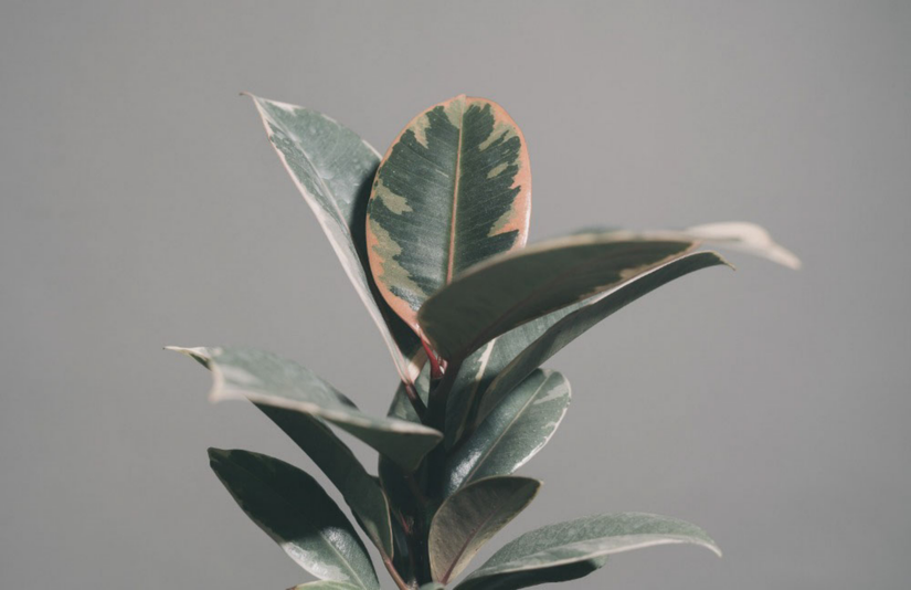 6 Tips for Caring for a Rubber Tree Plant