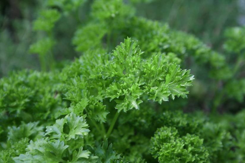 9 Plants to Plant With Basil