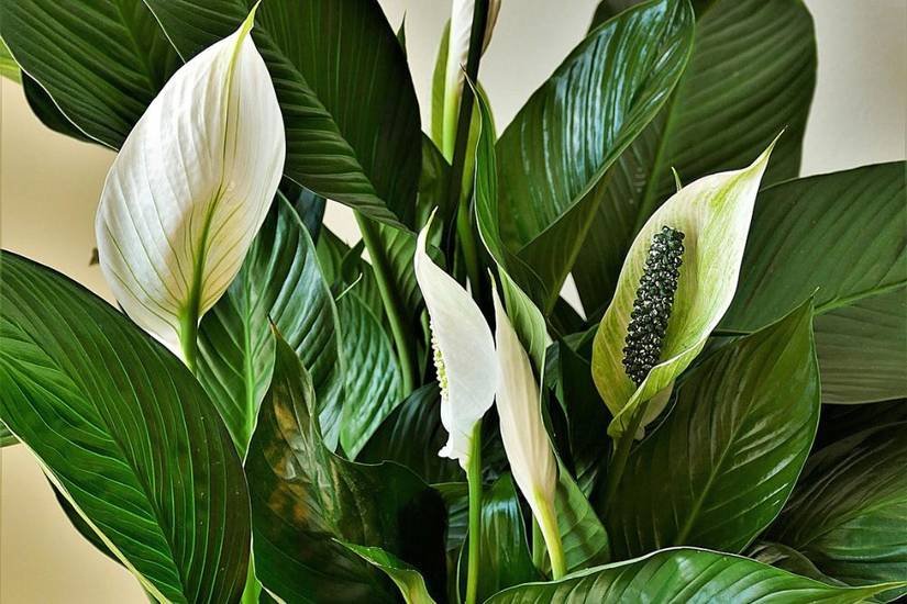 6 Indoor Plants That Love Coffee Grounds