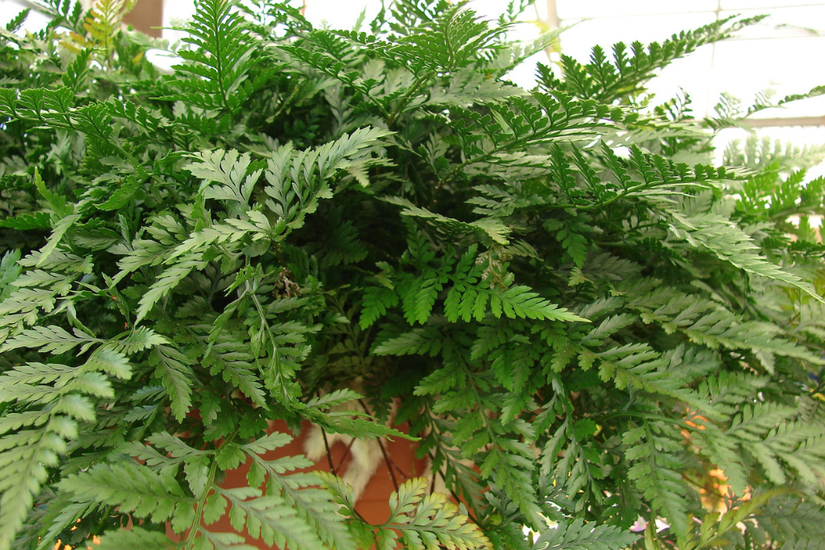 8 Ferns to Grow Indoors and Out