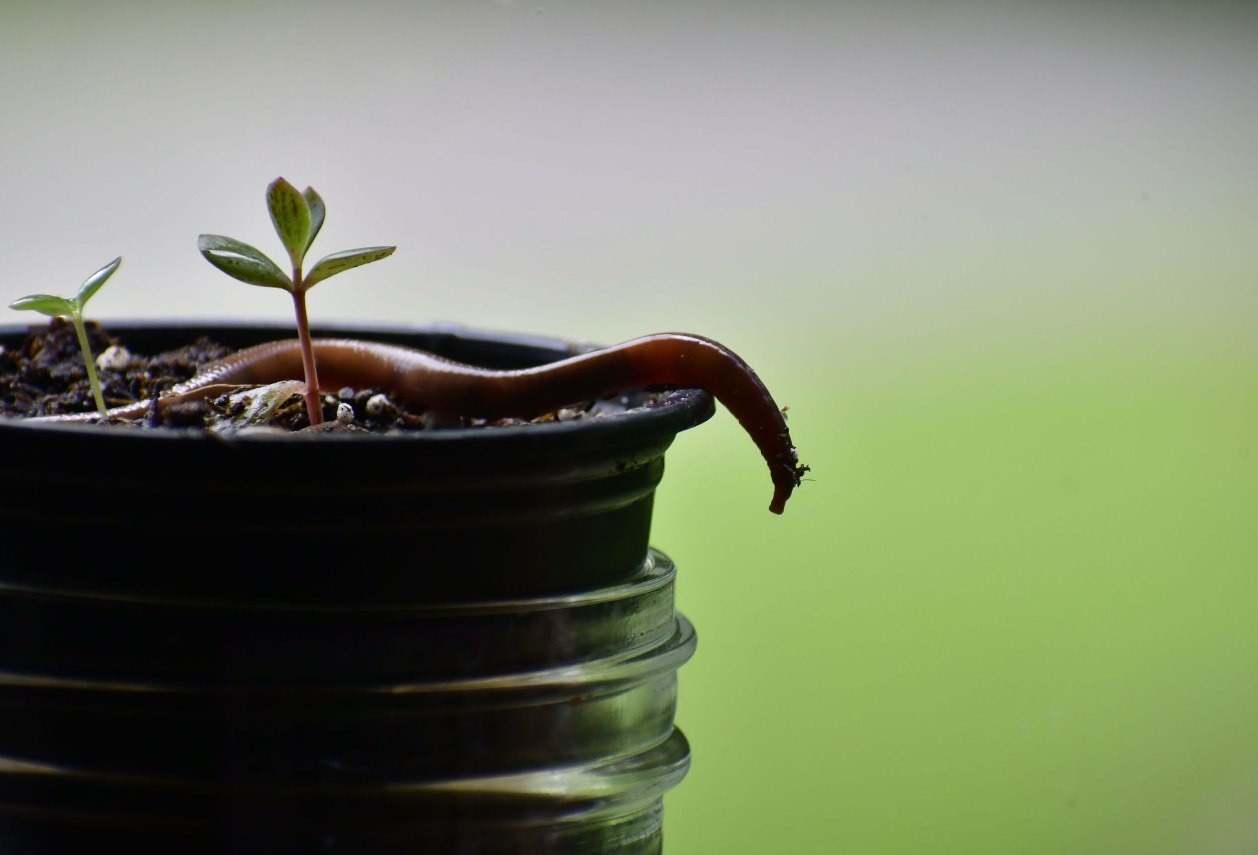bodhi plant Ficus religiosa
