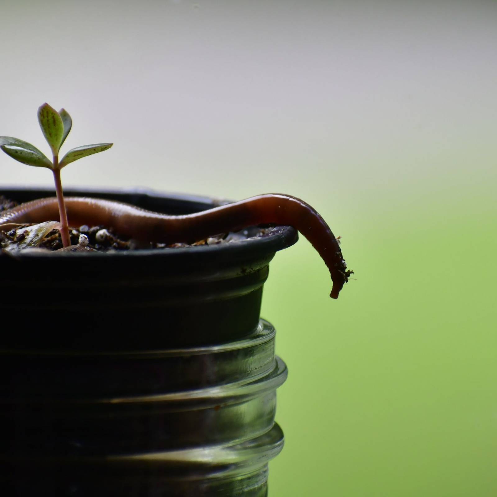 house plant supplies Leaf Supply: A Guide to Keeping Happy House Plants main image 1