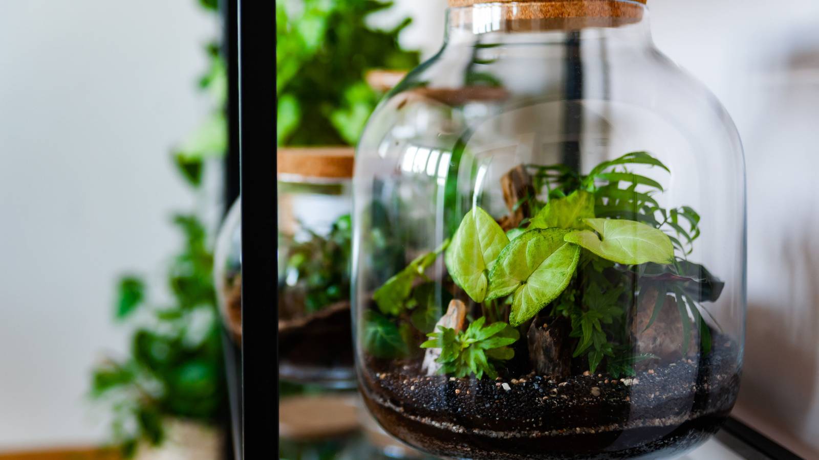 9 Best Plants For a Closed Terrarium