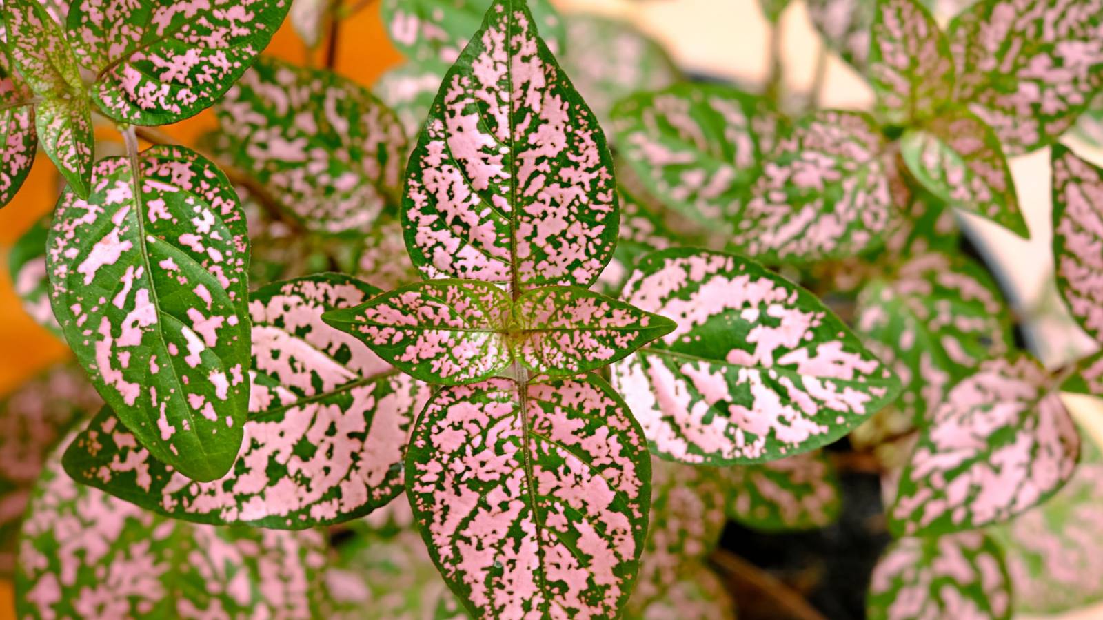 5 Tips for Caring for Your Polka Dot Plant