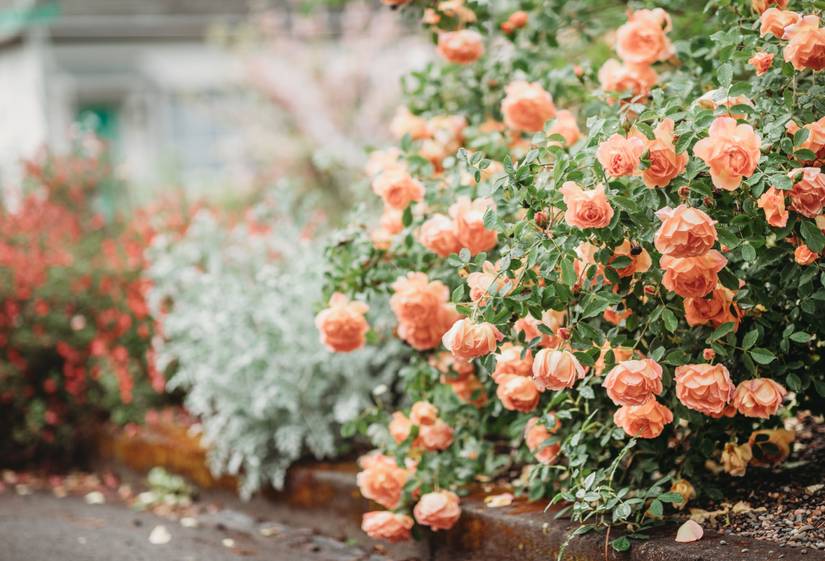 Everything You Need to Know About Adding Roses to Your Landscape