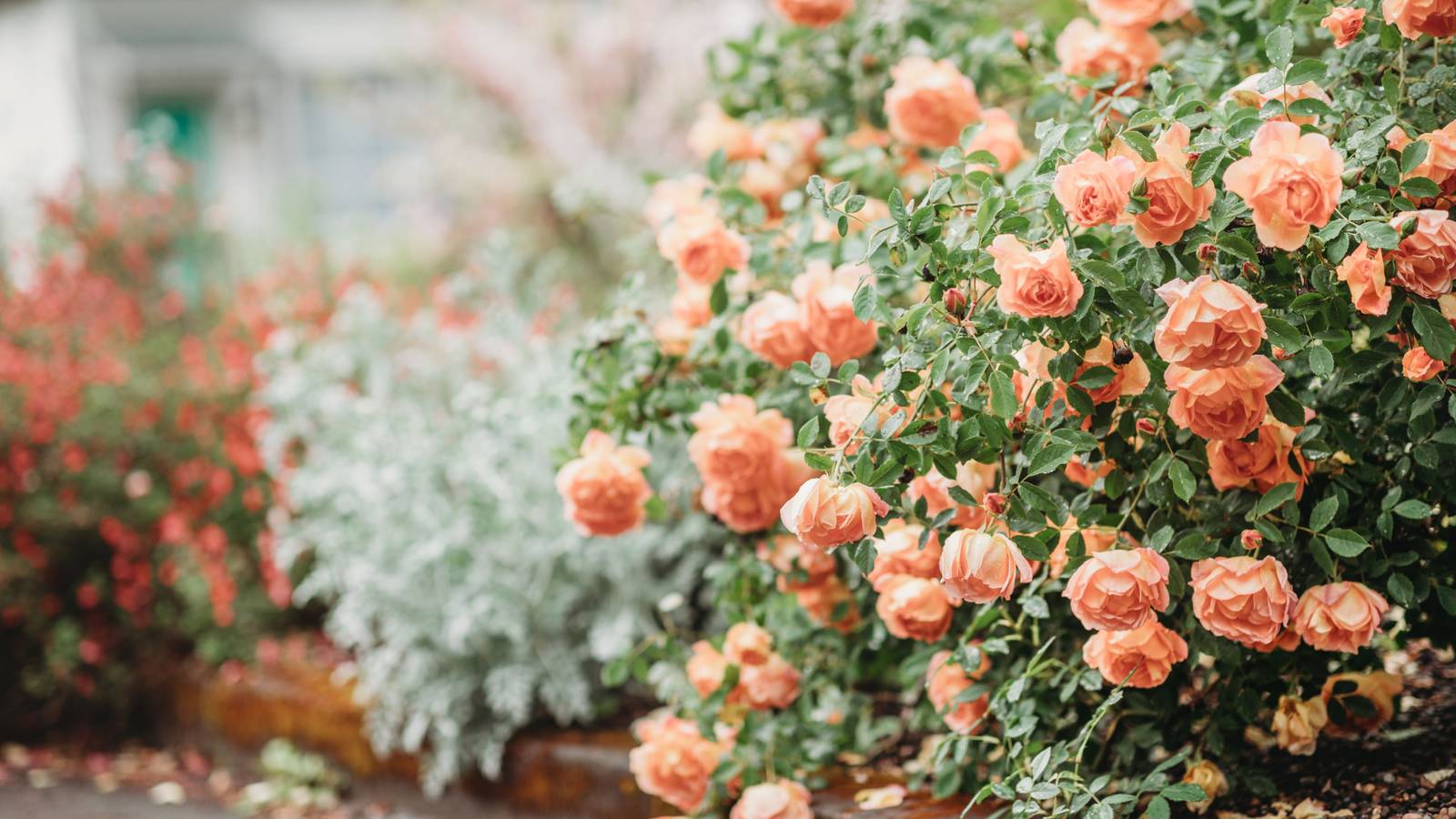 Which Plants Grow Beautifully in January?