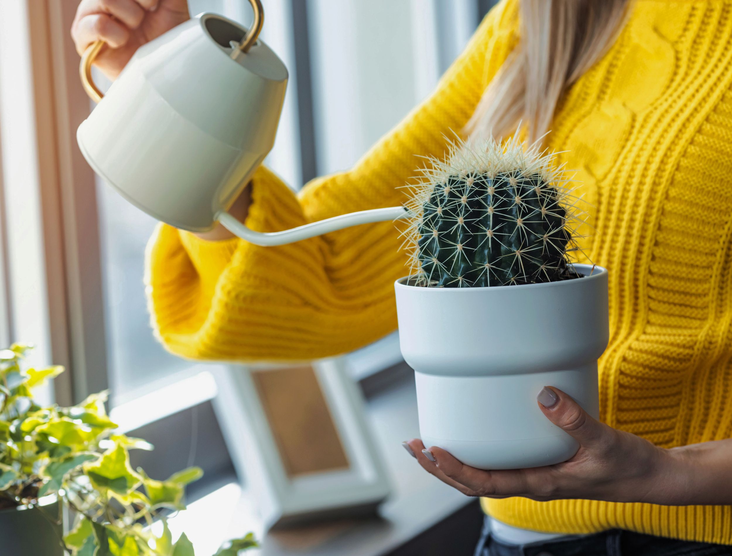 How Often You Should Water Your Indoor Cacti