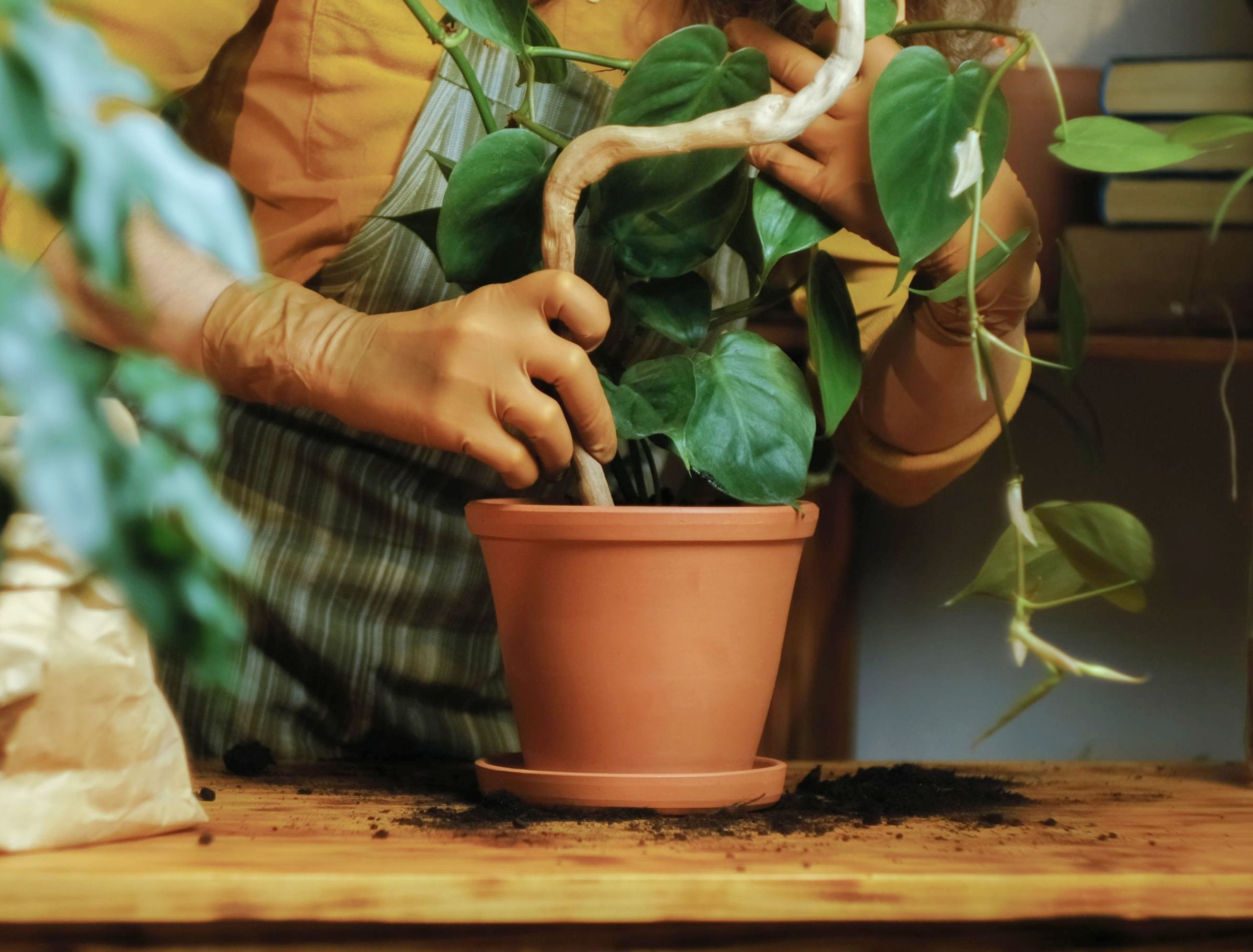How to Train Your Pothos Plant to Climb