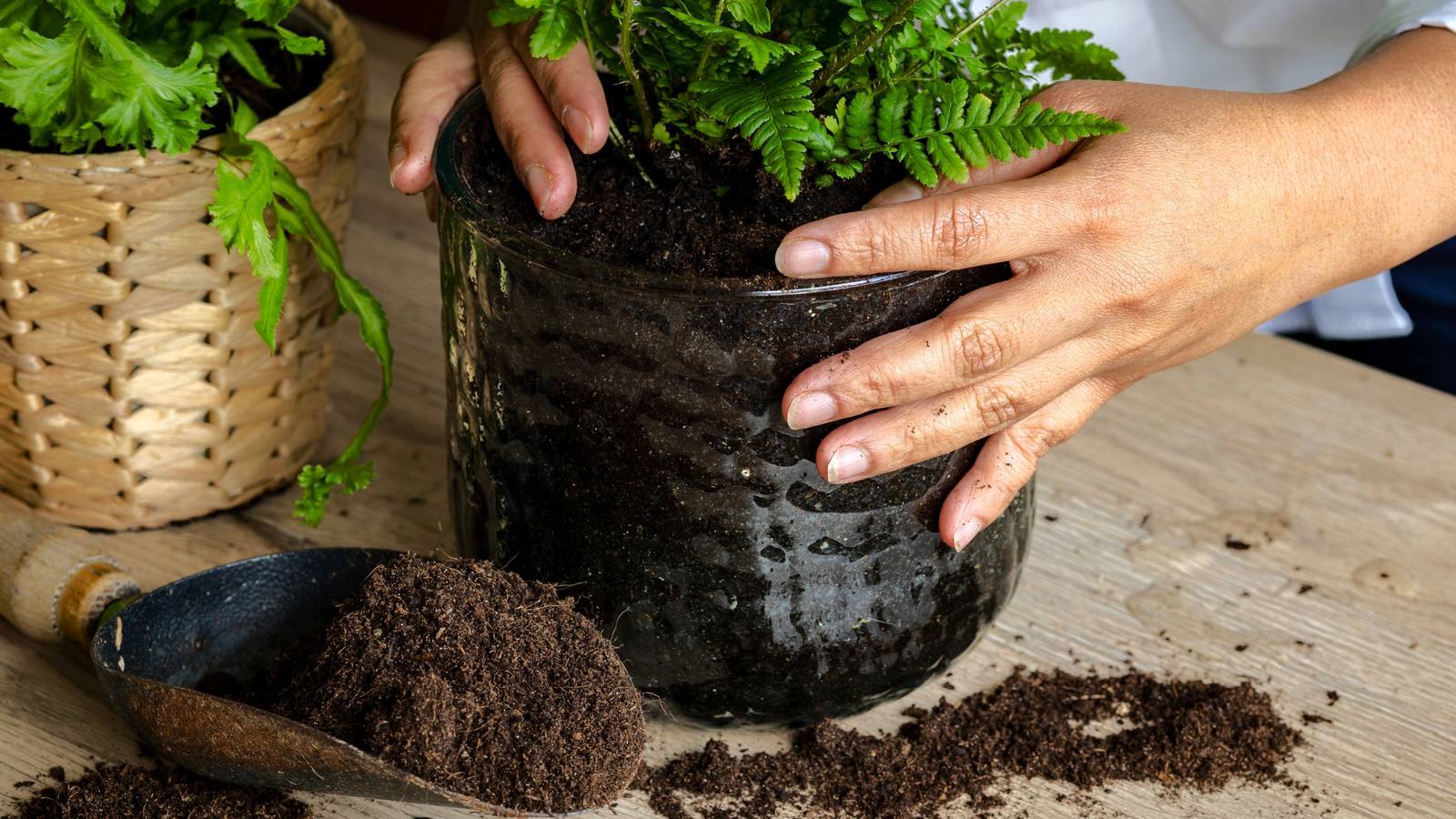 2 Ways To Propagate Ferns