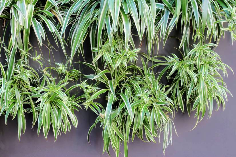 6 Types of Spider Plants For Your Home Garden