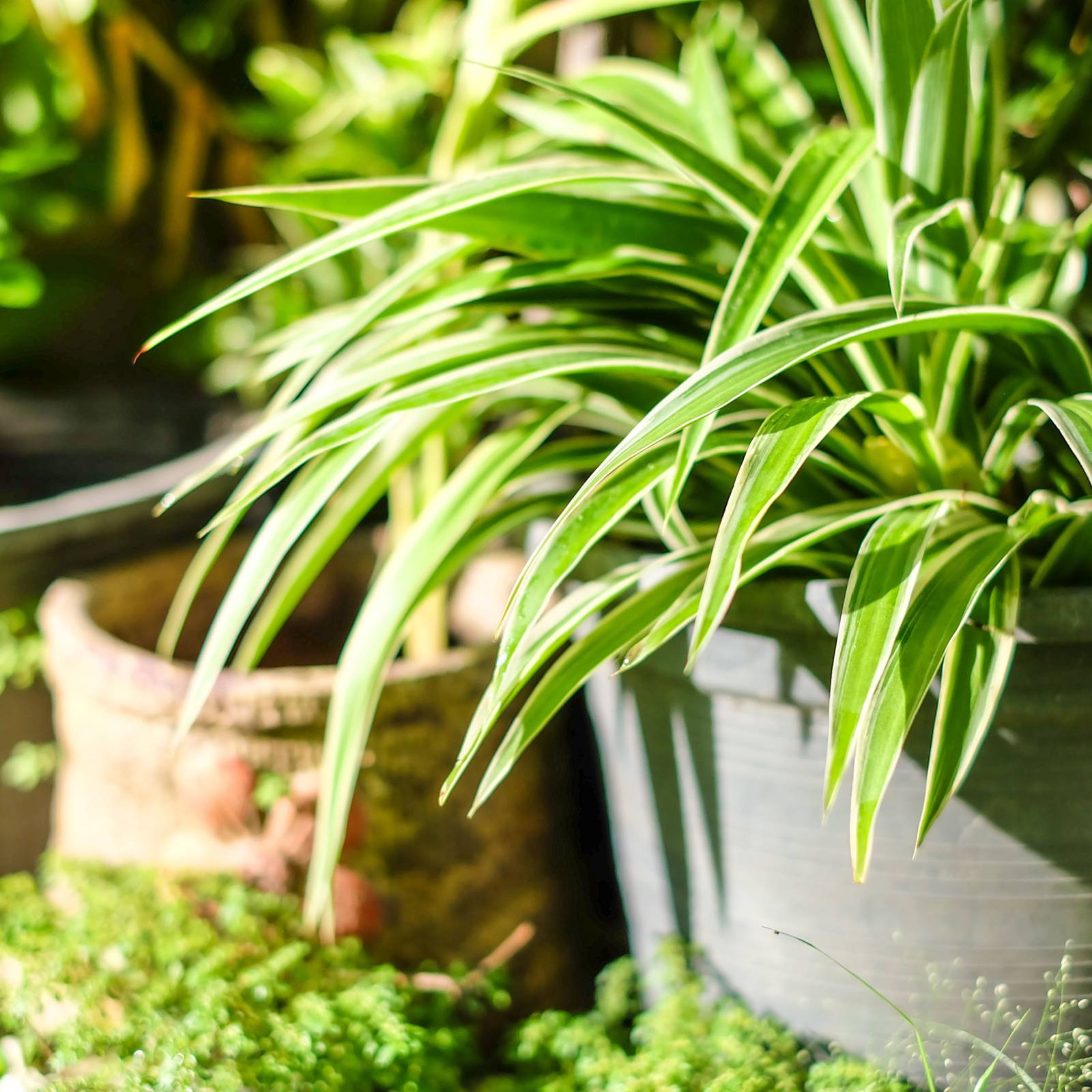 6 Types of Spider Plants For Your Home Garden
