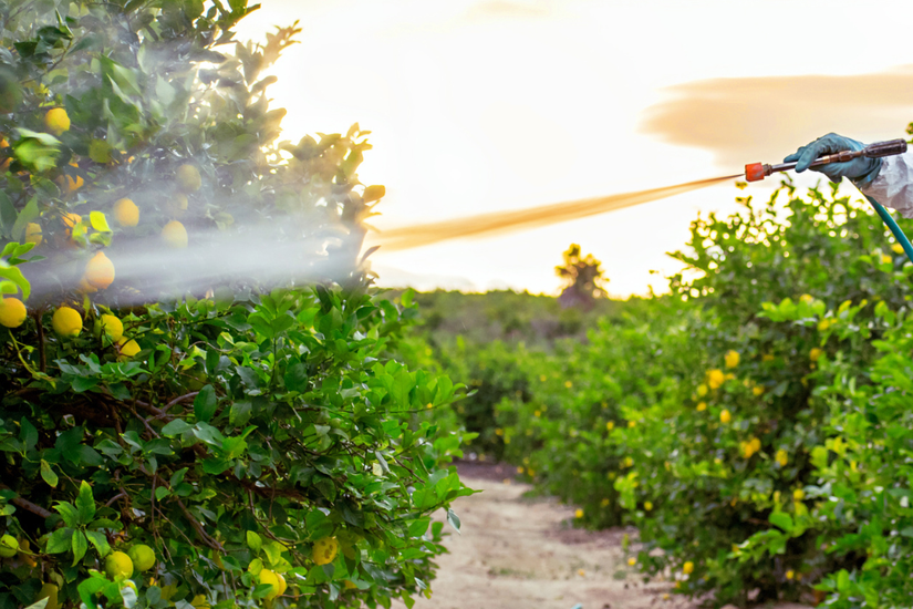 7 Tips To Encourage Fruiting on Lemon Trees