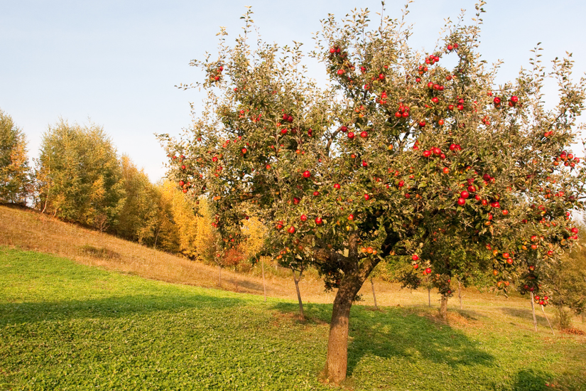 5 Tips For Growing Apple Trees at Home