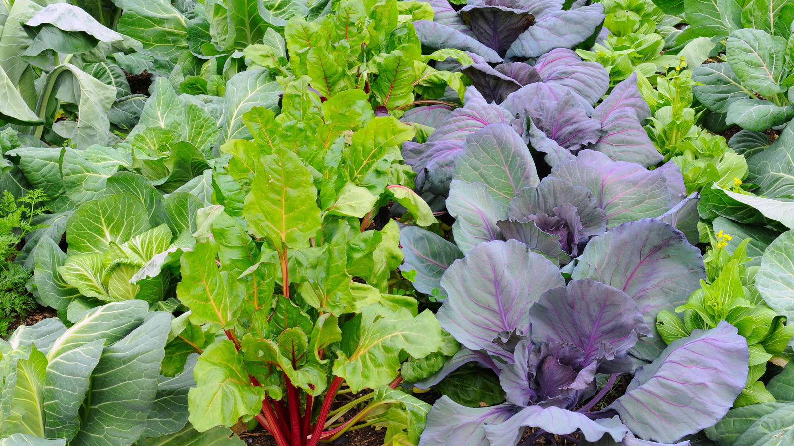 Start Gardening in January For Yummy Winter Veggies