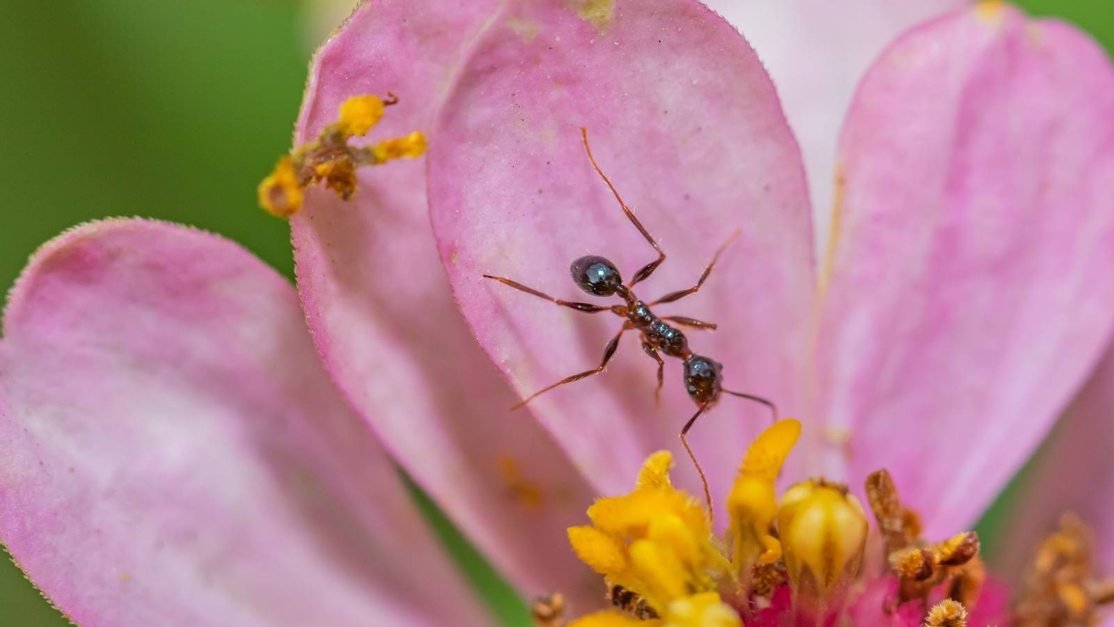6 Ways To Get Rid of Ants in Your Garden