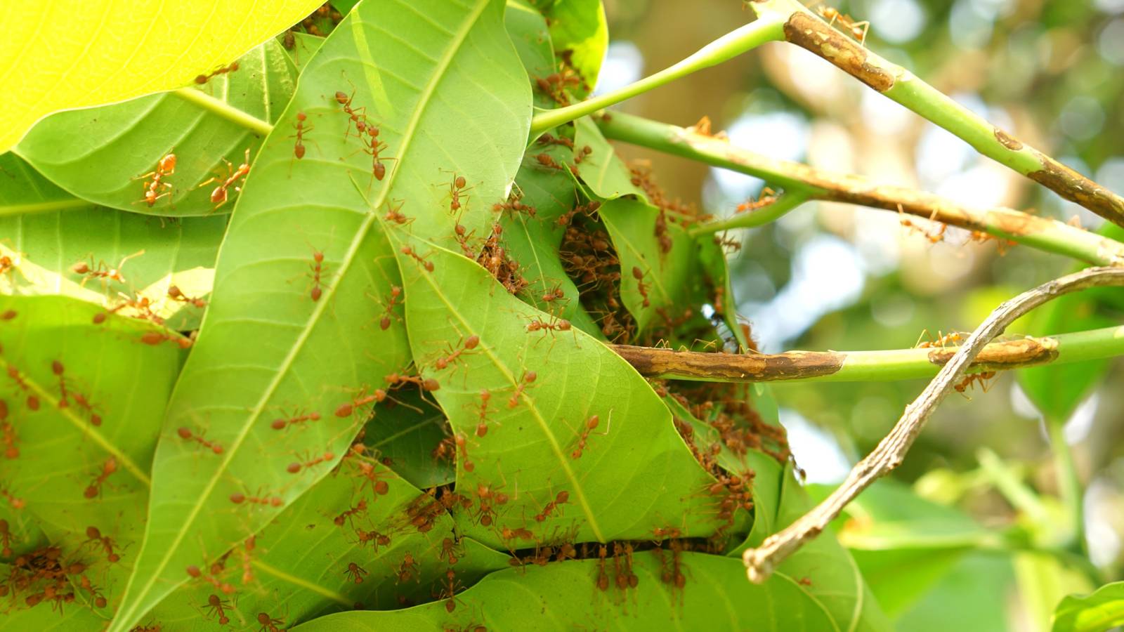 Should You Get Rid of Ants in Your Garden?