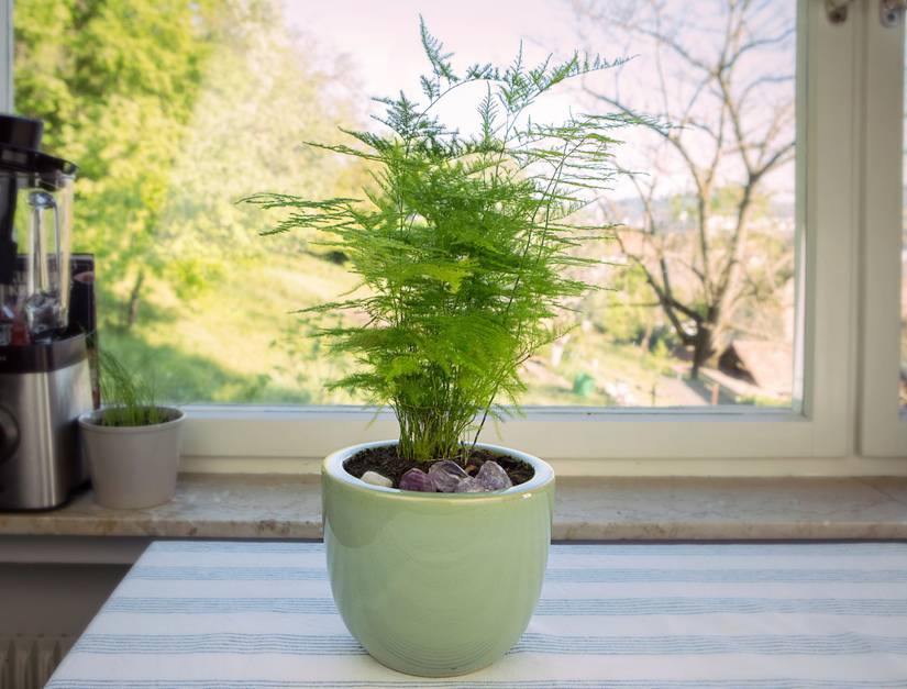 8 Tips for Caring for Your Asparagus Fern