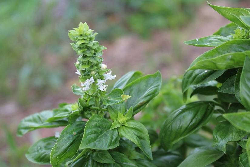 How To Grow Basil From Seed