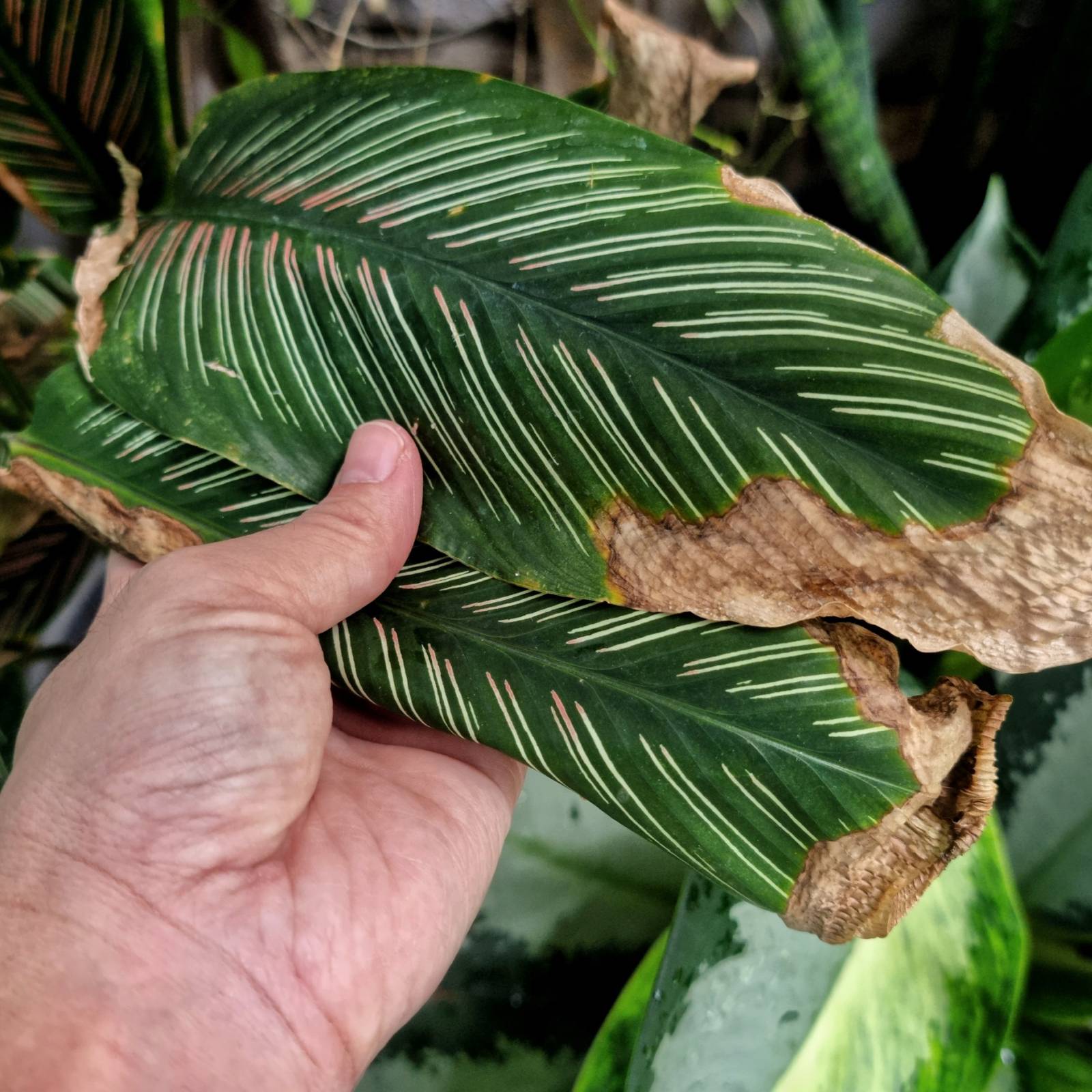 sansevieria wintergreen Sansevieria, 14in, Wintergreen  Floral Acres Greenhouse & Garden Centre