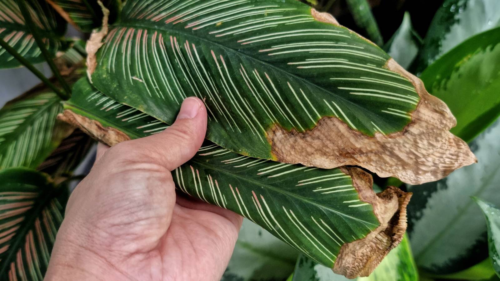 4 Reasons Why Your Plant's Leaf Tips Are Brown