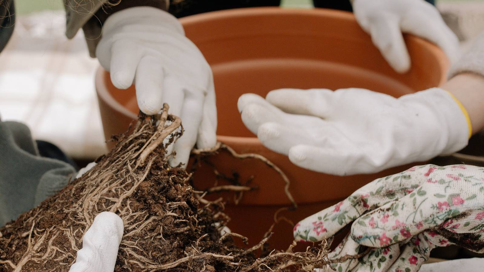 Should You Remove Old Soil From Roots When Repotting?