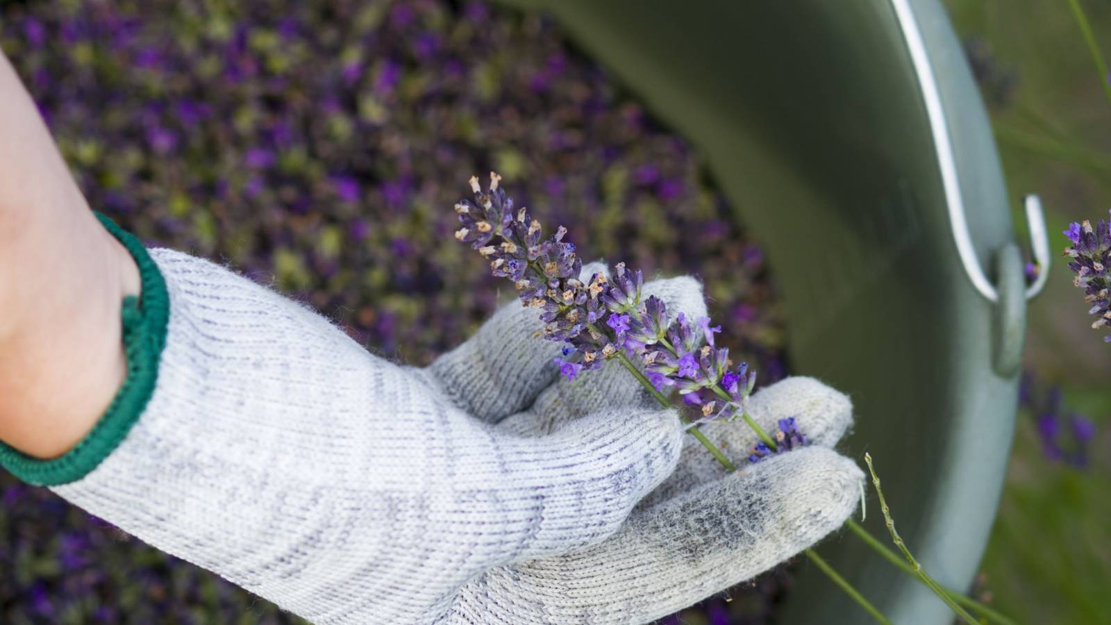 How To Grow Lavender From Seed