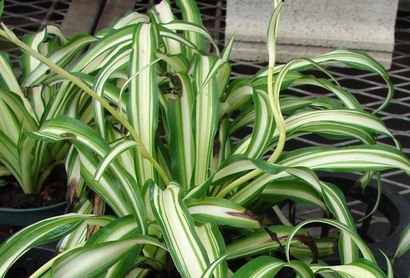 6 Types of Spider Plants For Your Home Garden