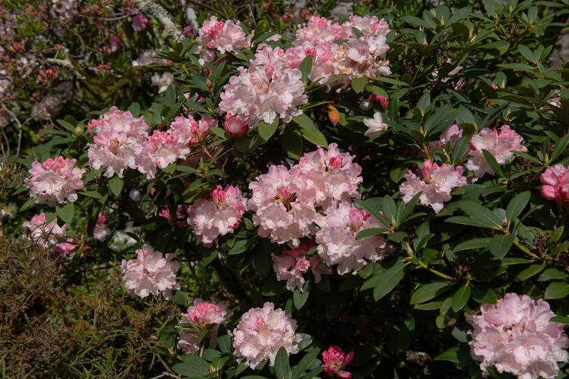 9 Types of Rhododendron for Your Landscape