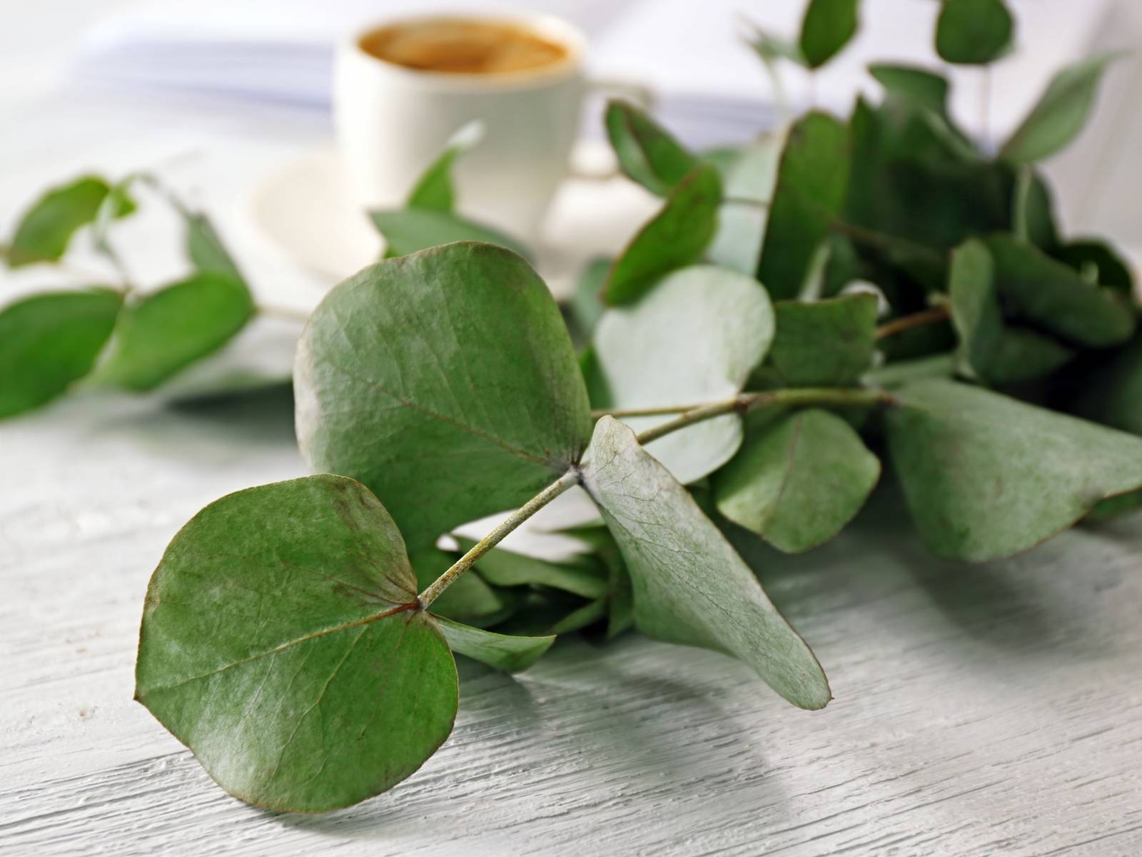 9 Tips for Caring for Your Eucalyptus Plant