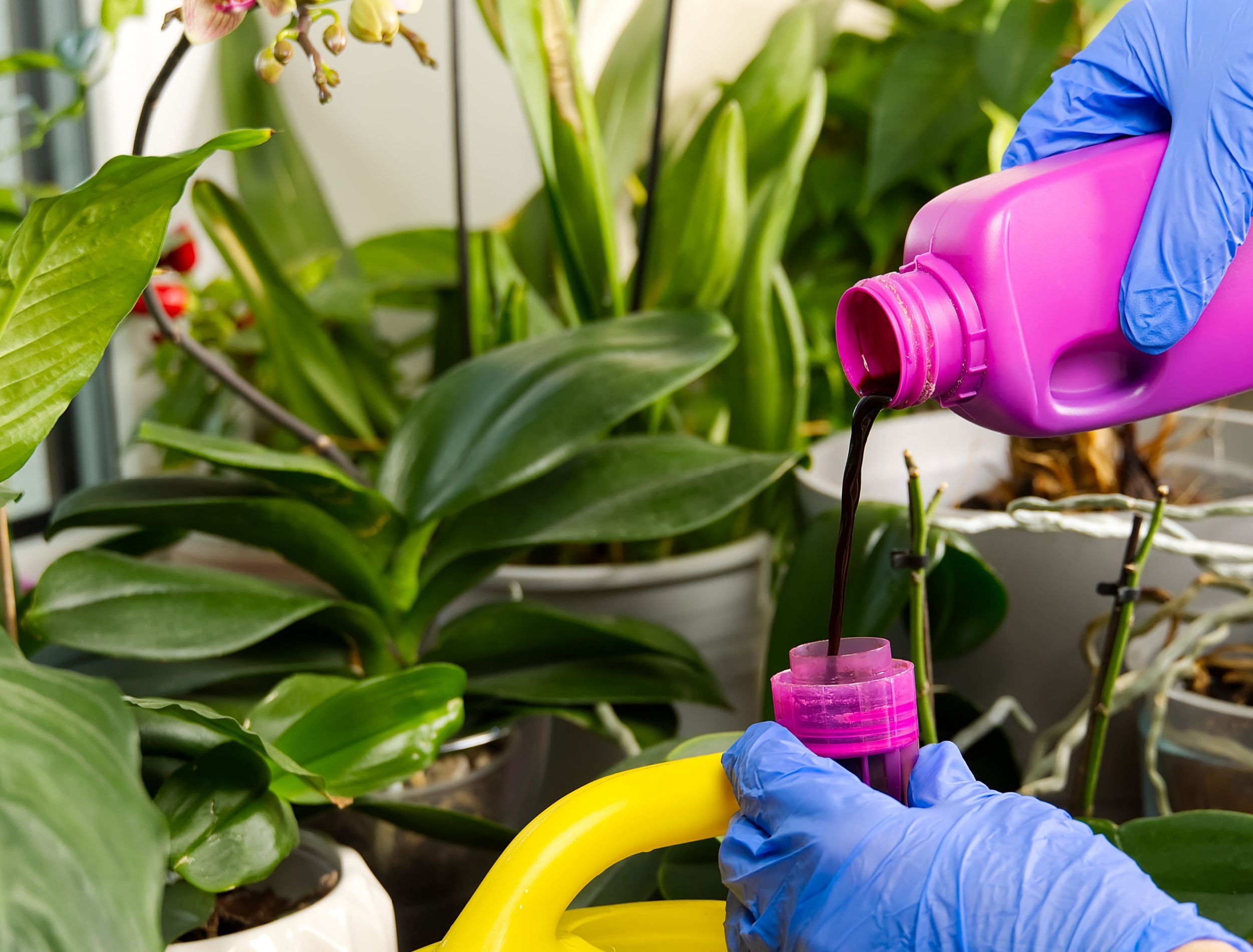 7 Tips for Fertilizing Your Houseplants