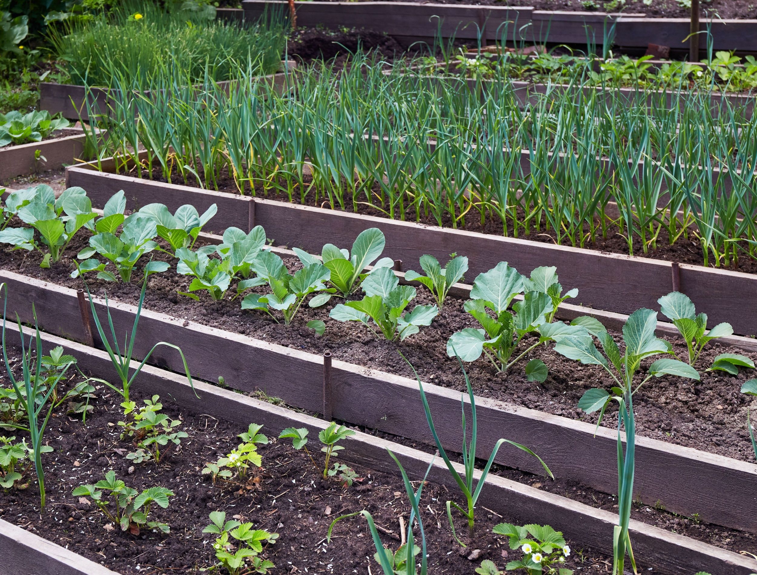 9 Companion Plants for Garlic