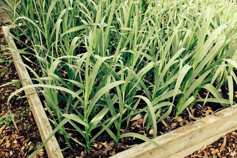 5 Ways To Grow Garlic at Home