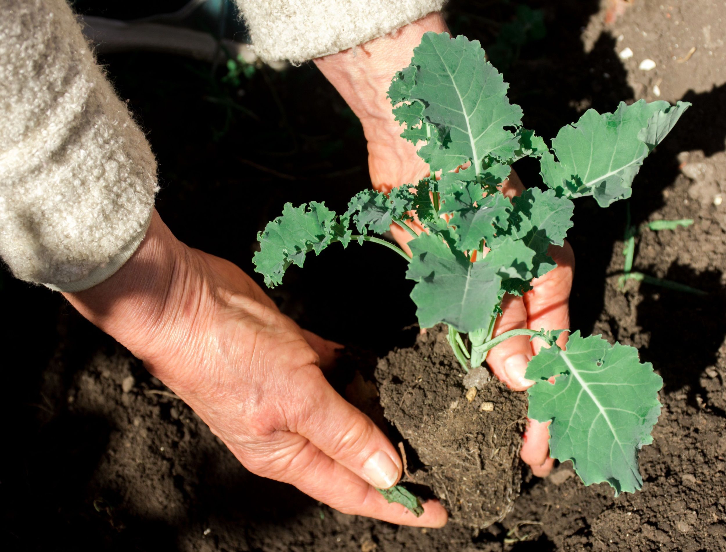 How to Grow and Care For Kale