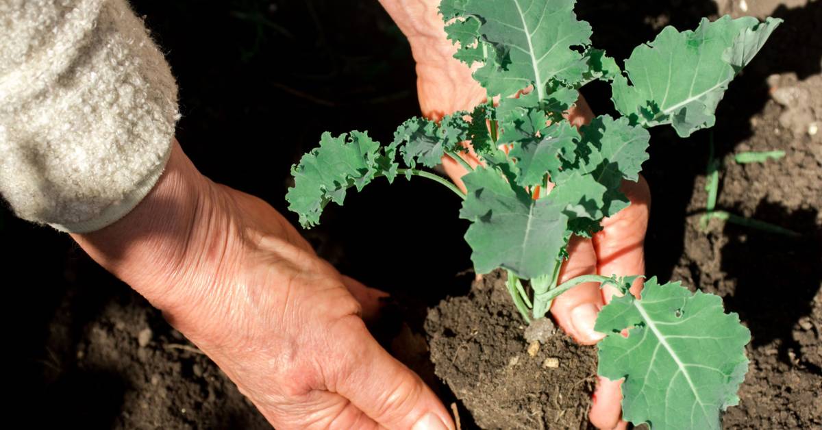 How to Grow and Care For Kale