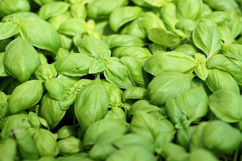 6 Safe Plants to Have Around Kids