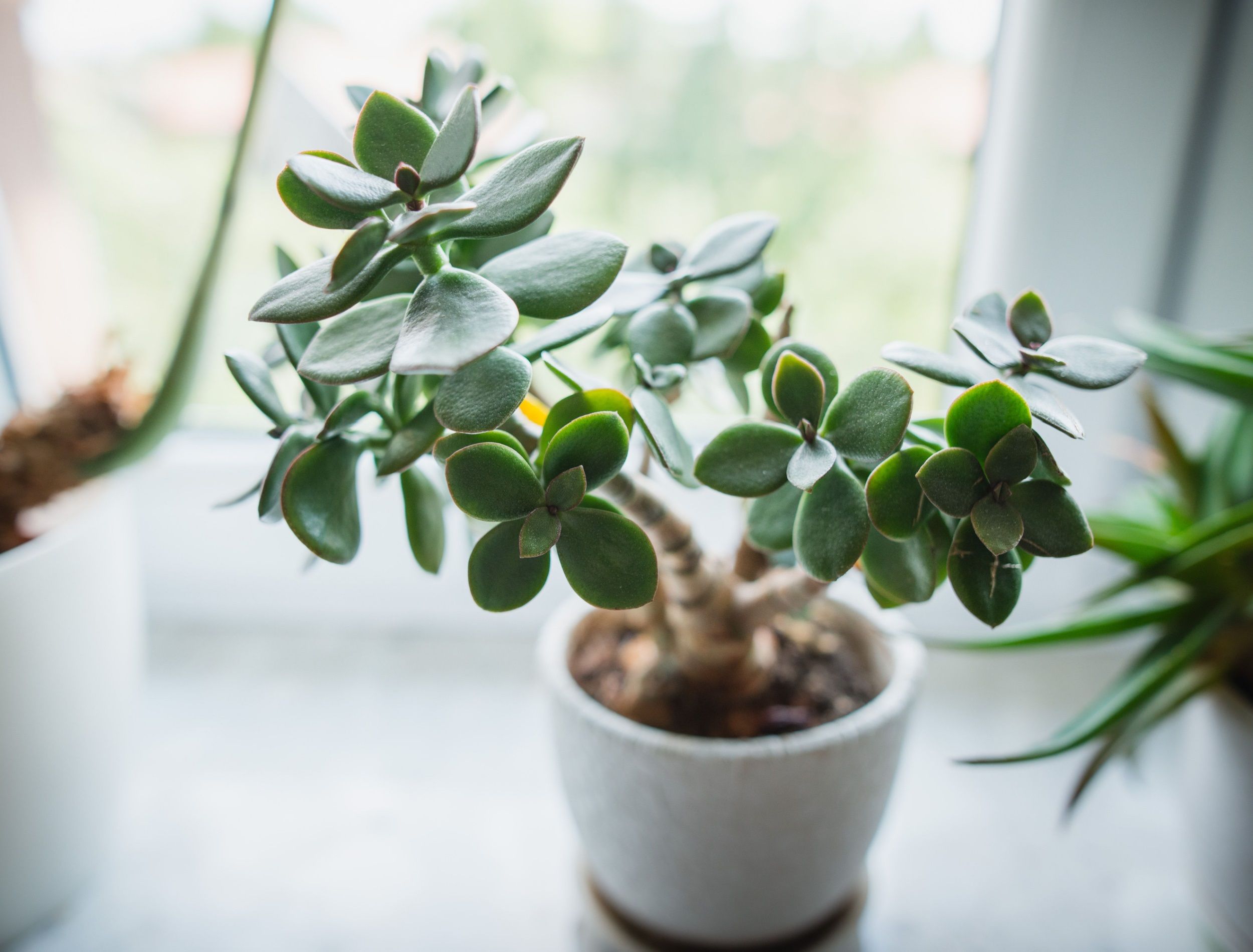 crassula plant flower Jade Plant | Friendship Tree