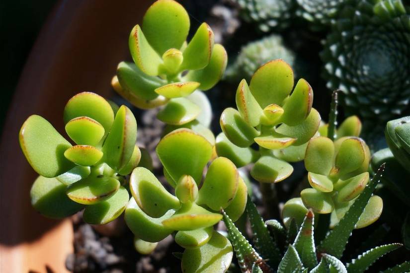 all about snake plant Snake Plant Laurentii | Low Light Indoor Plant