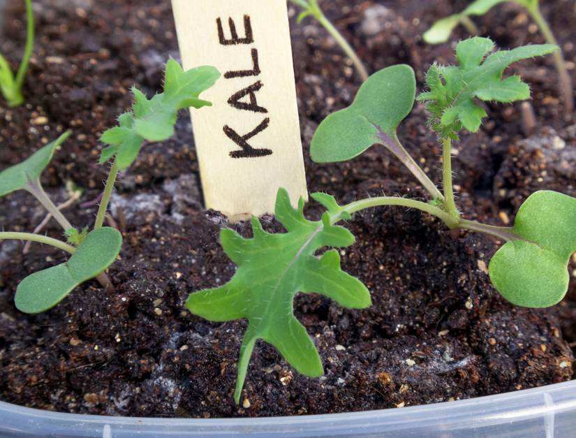 How to Grow and Care For Kale